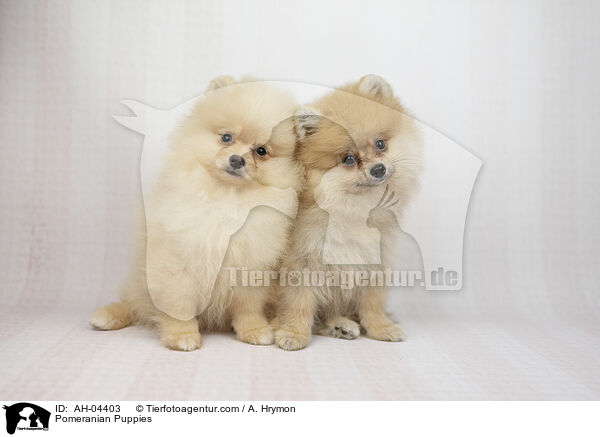 Pomeranian Puppies / AH-04403