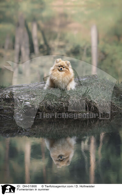 Pomeranian in summer / DH-01866