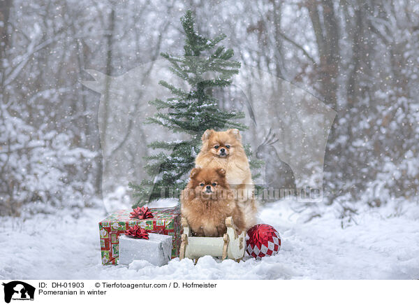 Pomeranian in winter / DH-01903