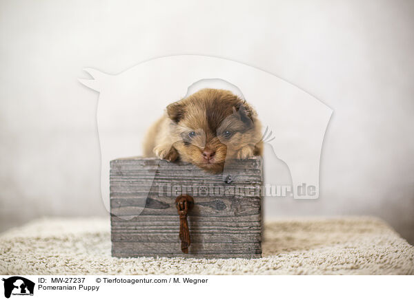 Pomeranian Puppy / MW-27237