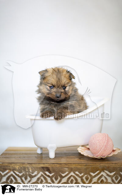 Pomeranian Baby / MW-27270
