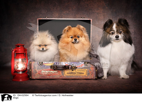 dogs / DH-02564