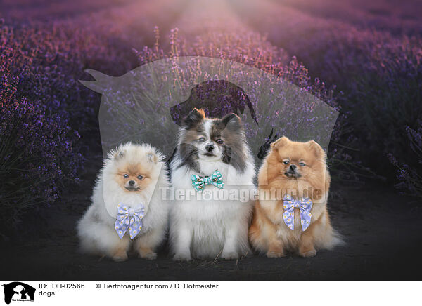 dogs / DH-02566