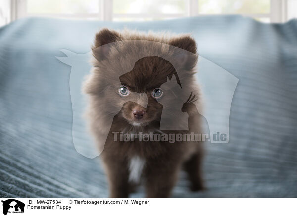 Zwergspitz Welpe / Pomeranian Puppy / MW-27534