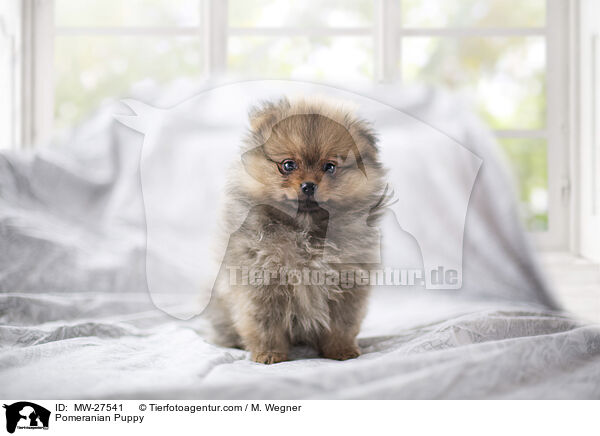 Zwergspitz Welpe / Pomeranian Puppy / MW-27541
