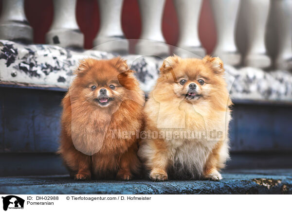 Pomeranian / DH-02988