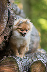 sitting Pomeranian