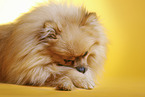 lying Pomeranian