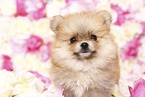 Pomeranian Puppy