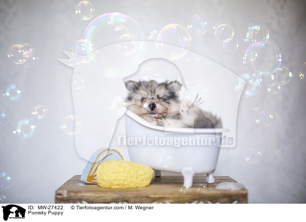 Pomsky Puppy / MW-27422