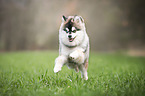 running young Pomsky