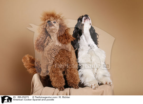 American Cocker Spaniel and poodle / RR-25675