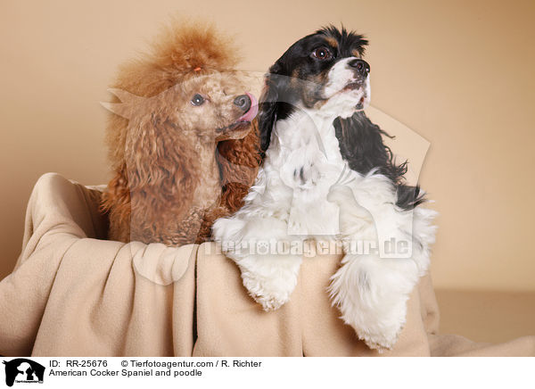 American Cocker Spaniel and poodle / RR-25676