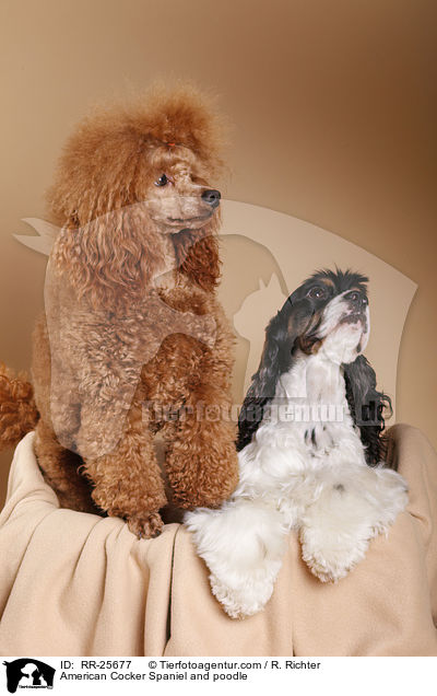 American Cocker Spaniel and poodle / RR-25677