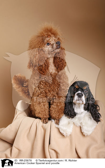 American Cocker Spaniel and poodle / RR-25678