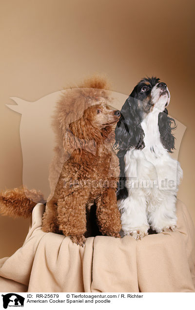 American Cocker Spaniel and poodle / RR-25679