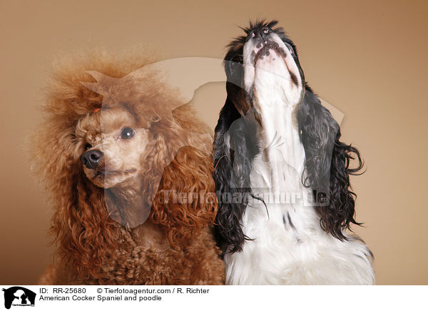 American Cocker Spaniel and poodle / RR-25680