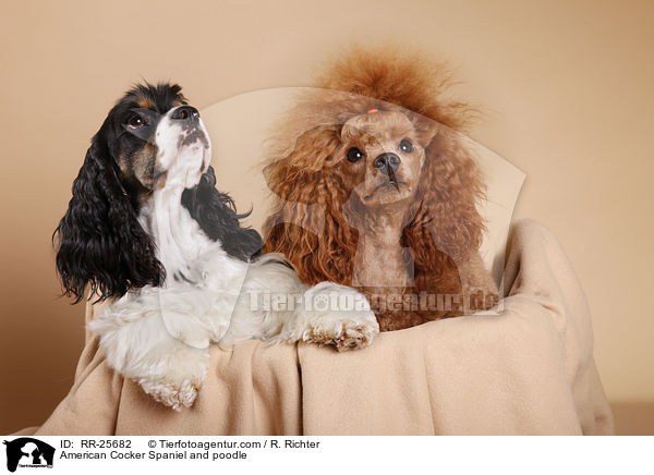 American Cocker Spaniel and poodle / RR-25682