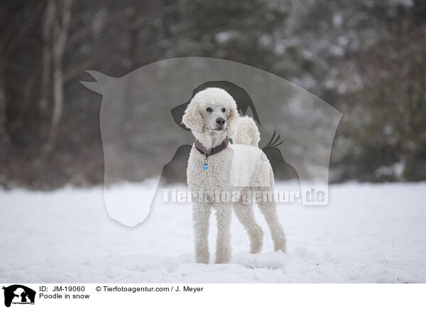 Poodle in snow / JM-19060