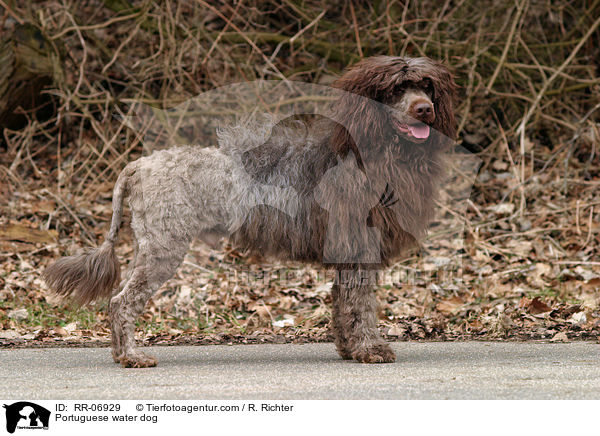 Portugiesischer Wasserhund / Portuguese water dog / RR-06929