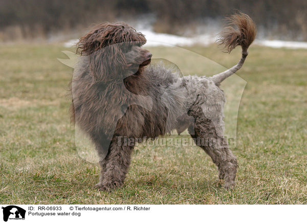Portuguese water dog / RR-06933