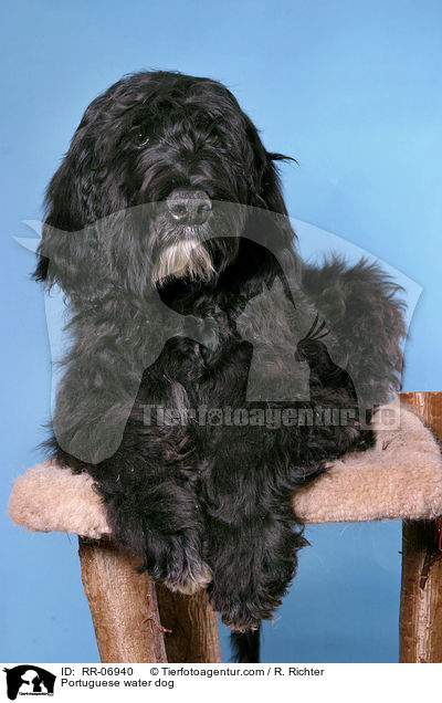 Portuguese water dog / RR-06940