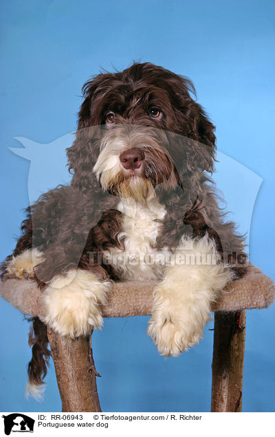 Portuguese water dog / RR-06943
