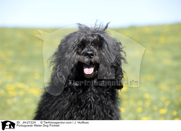 Portuguese Water Dog Portrait / JH-27224