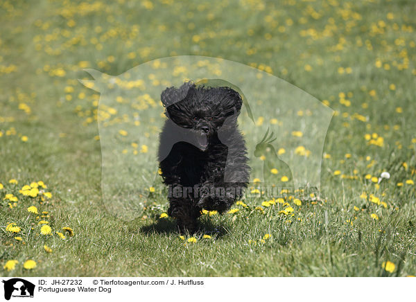 Portuguese Water Dog / JH-27232