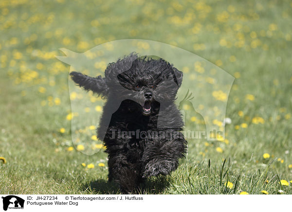 Portuguese Water Dog / JH-27234