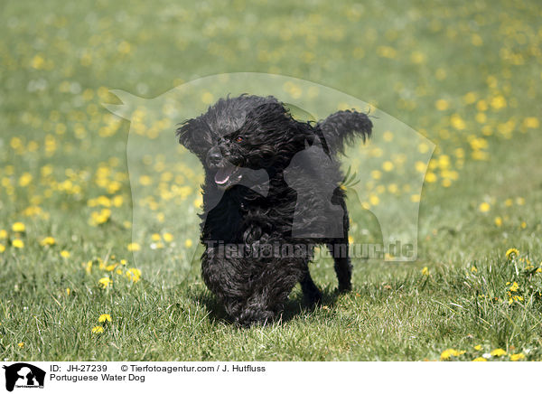 Portuguese Water Dog / JH-27239