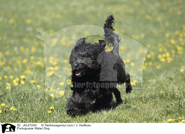 Portuguese Water Dog / JH-27240
