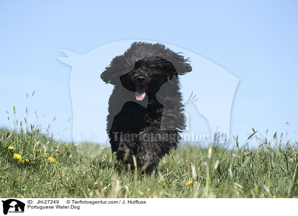 Portuguese Water Dog / JH-27249