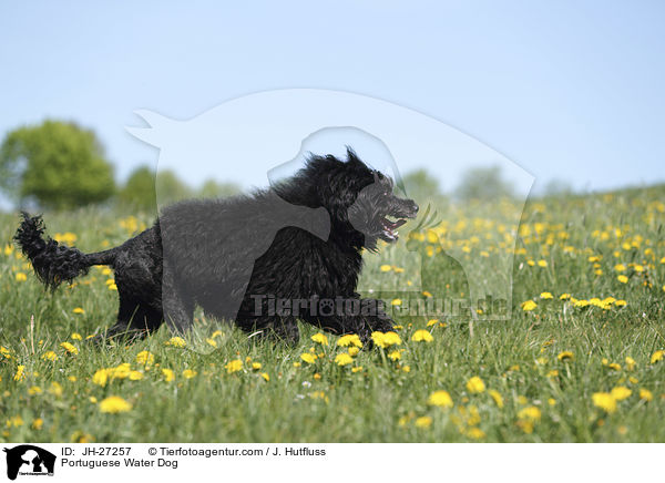 Portuguese Water Dog / JH-27257