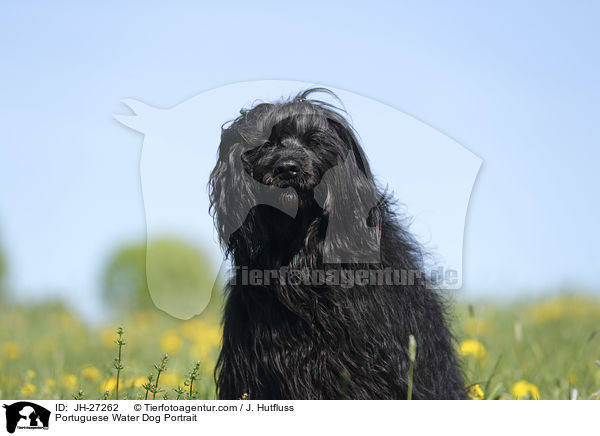 Portuguese Water Dog Portrait / JH-27262