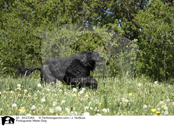Portuguese Water Dog / JH-27264