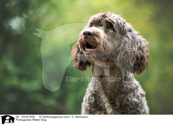 Portuguese Water Dog / VH-01550