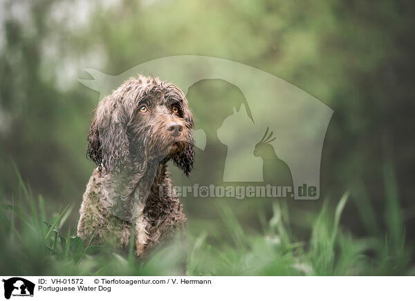 Portuguese Water Dog / VH-01572