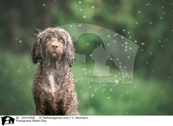 Portuguese Water Dog / VH-01608