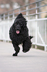 running Portuguese water dog