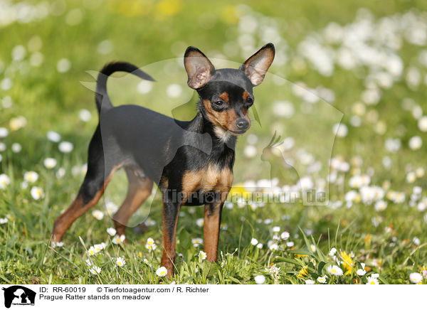 Prague Ratter stands on meadow / RR-60019