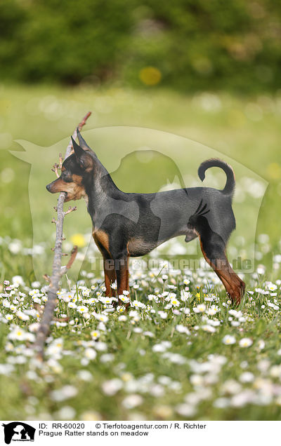 Prague Ratter stands on meadow / RR-60020