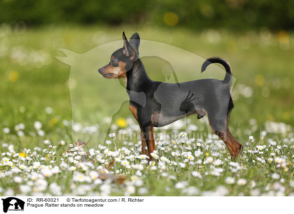 Prague Ratter stands on meadow / RR-60021