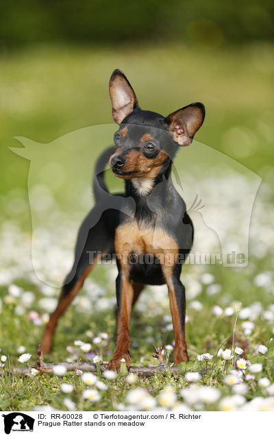 Prague Ratter stands on meadow / RR-60028
