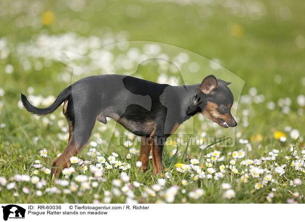 Prague Ratter stands on meadow / RR-60036