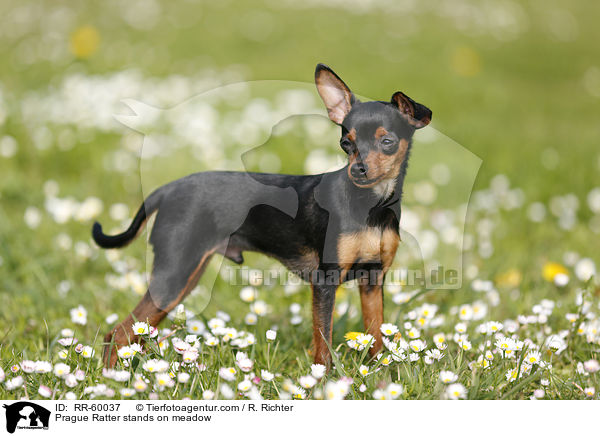 Prague Ratter stands on meadow / RR-60037