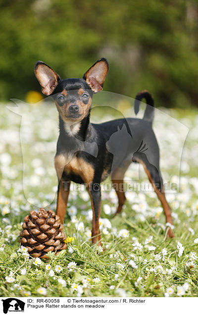 Prague Ratter stands on meadow / RR-60058