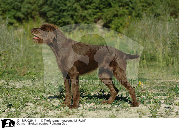 German Broken-coated Pointing Dog / MR-02644