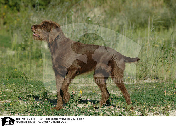German Broken-coated Pointing Dog / MR-02646