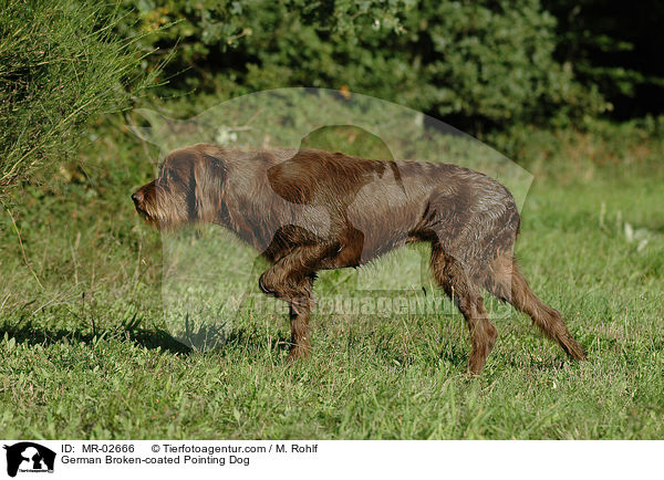 German Broken-coated Pointing Dog / MR-02666
